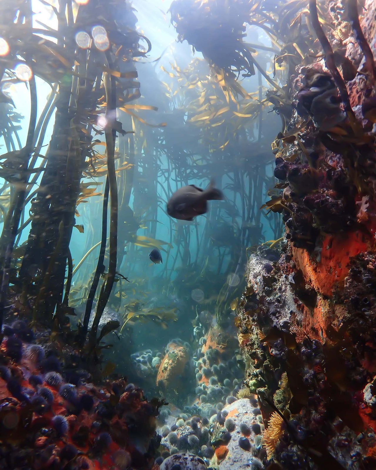 Photographer : Keri Muller - Swimming through the Kelp Forests in False Bay in South Africa