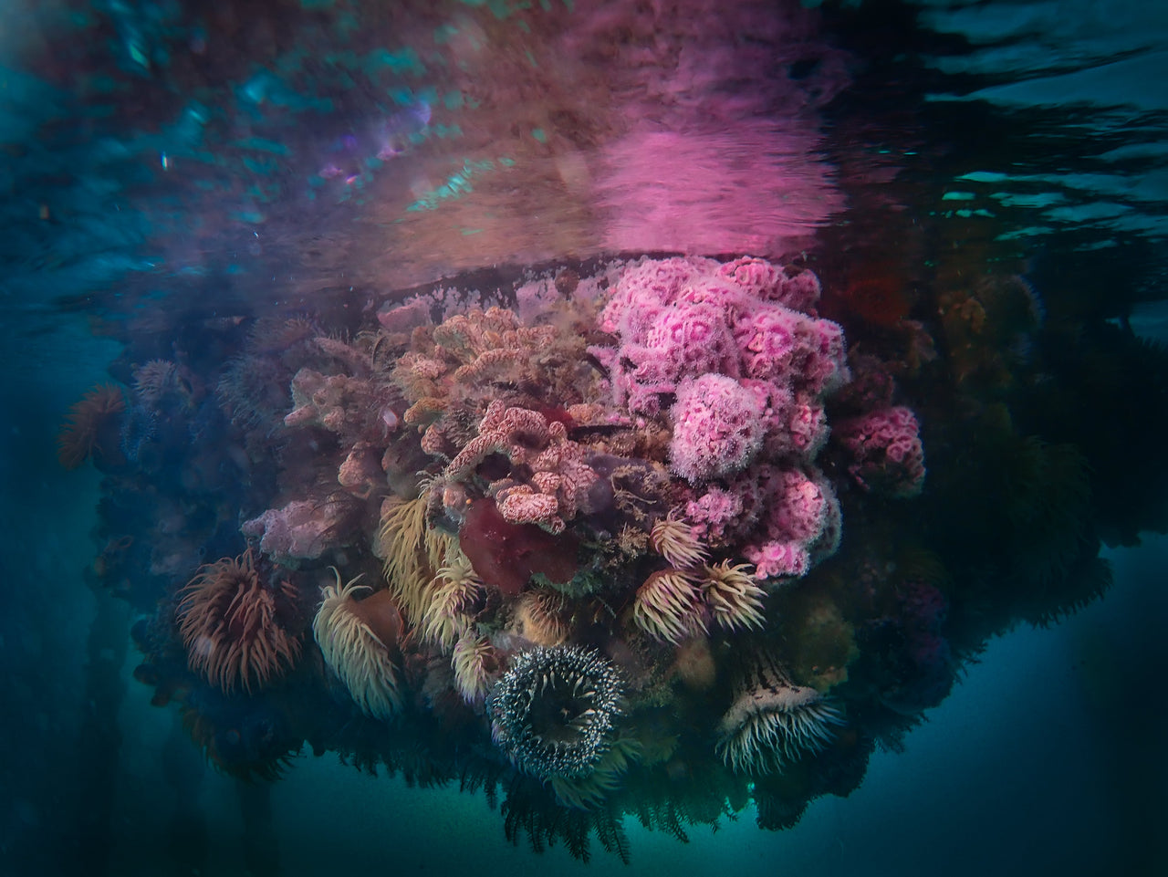 Photographer : Keri Muller - an image of a bed of bright pink strawberry anemones clinging to the underside of a jetty in a yacht basin in False Bay in Cape Town.