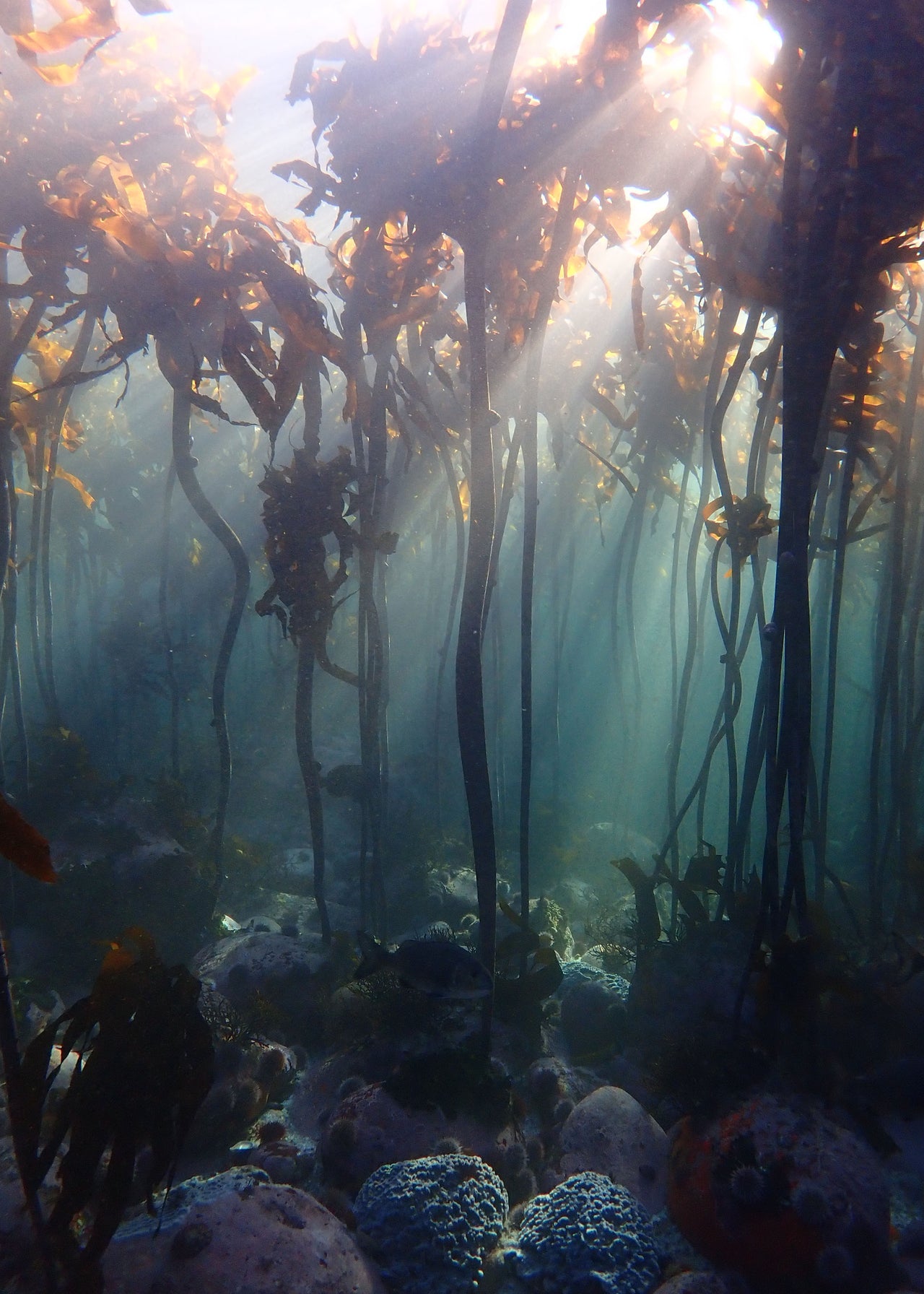 Photographer : Keri Muller - An image of the underwater Kelp forests in False Bay in Cape Town.