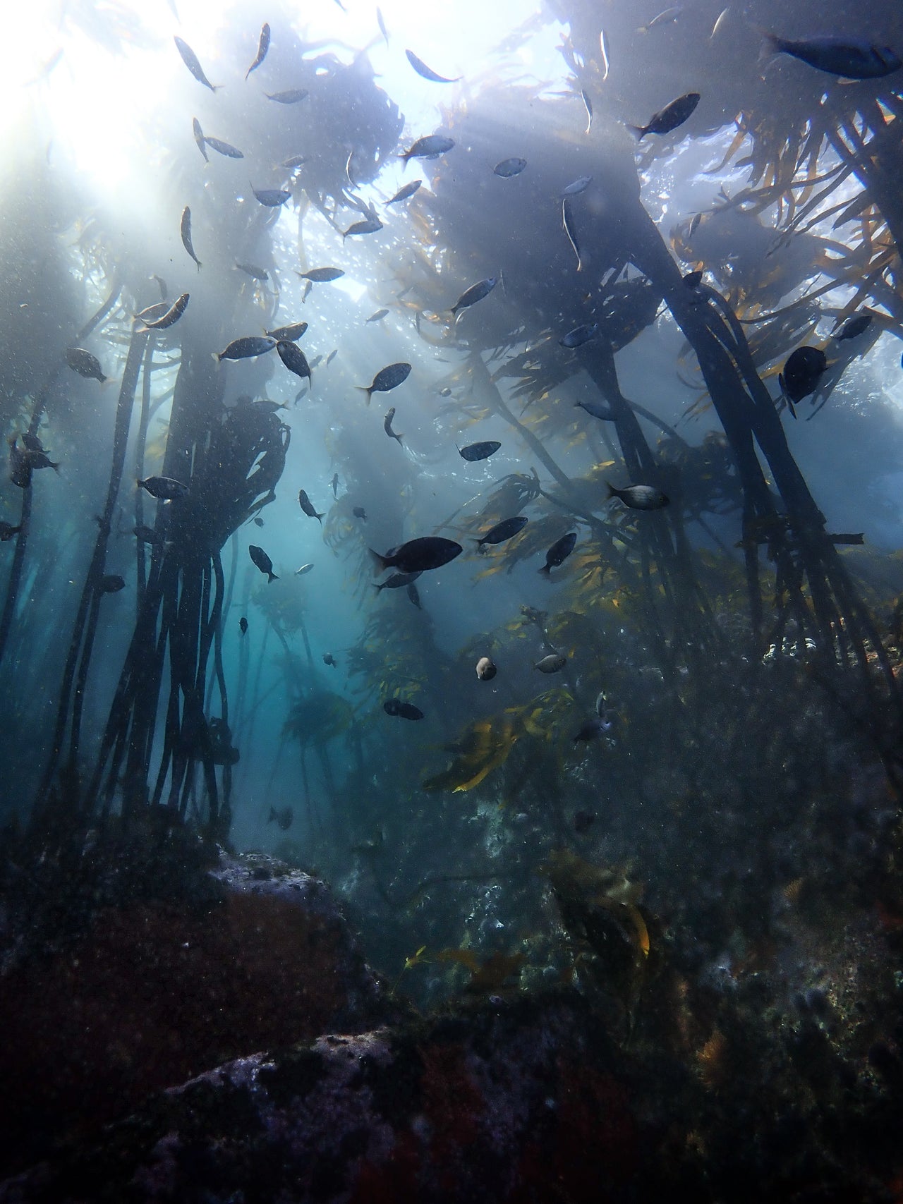 Photographer : Keri Muller - An image of the underwater Kelp forests in False Bay in Cape Town.