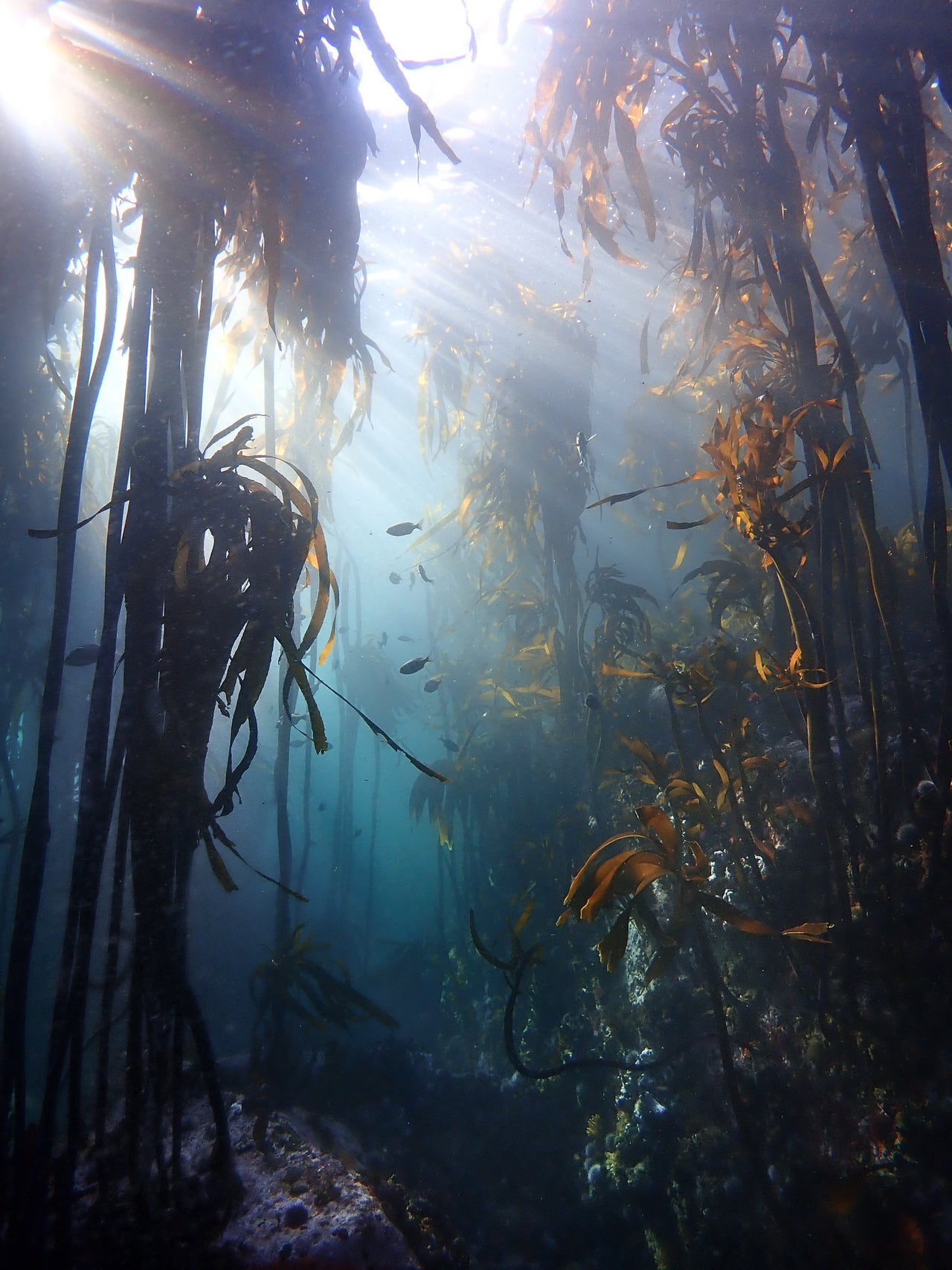 Photographer : Keri Muller - An image of the underwater Kelp forests in False Bay in Cape Town.