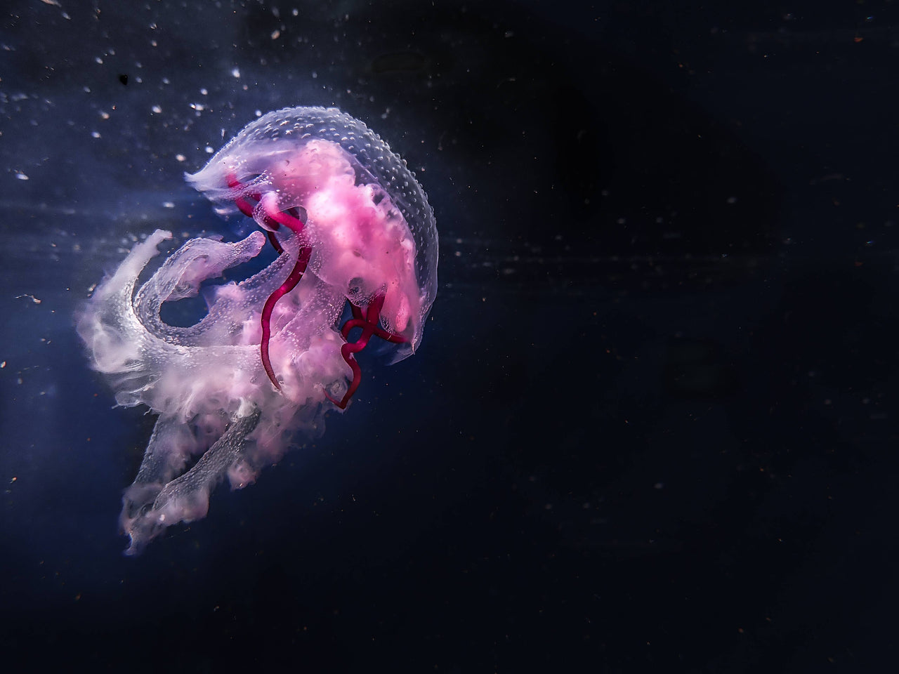 Photographer : Keri Muller - a pink jellyfish floating through the ocean waters in False Bay South Africa.