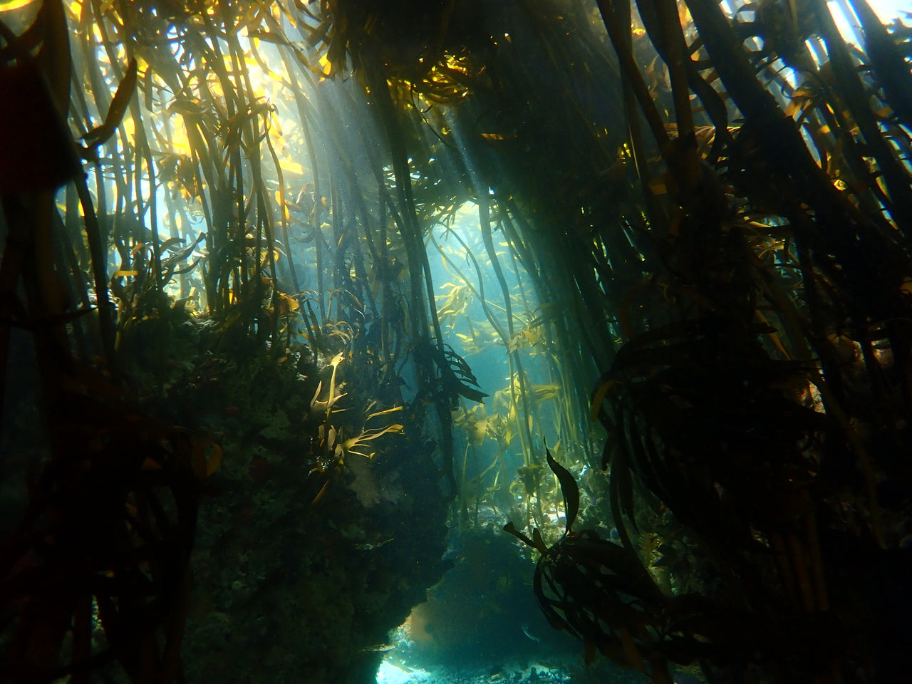 Photographer : Keri Muller - An image of the underwater Kelp forests in False Bay in Cape Town.