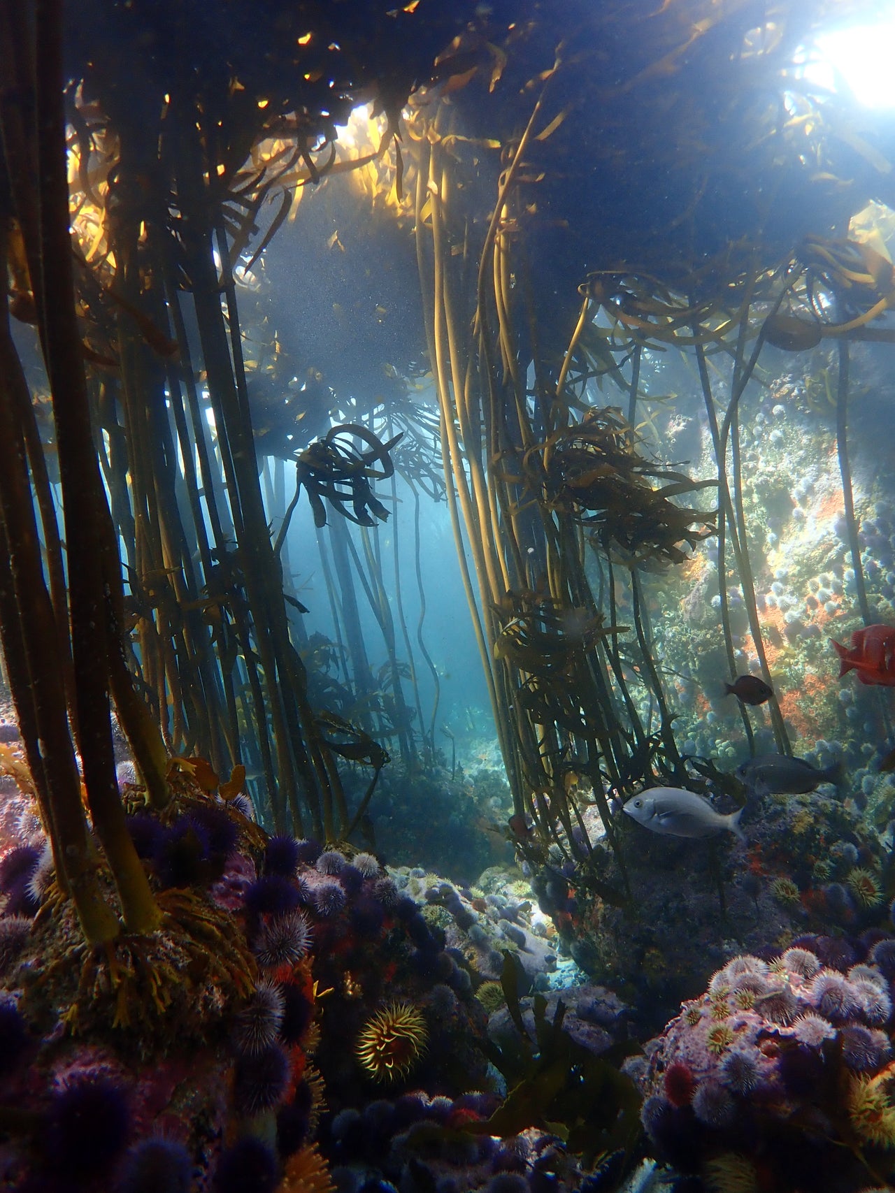 Photographer : Keri Muller - An image of the underwater Kelp forests in False Bay in Cape Town.