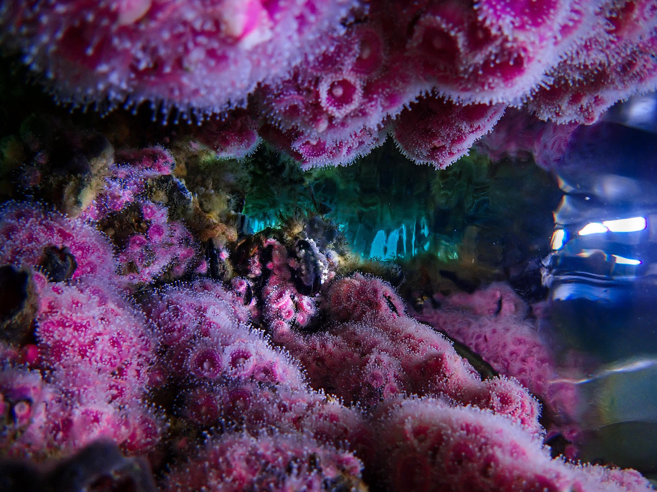 Photographer : Keri Muller - an image of a bed of bright pink strawberry anemones clinging to the underside of a jetty in a yacht basin in False Bay in Cape Town.